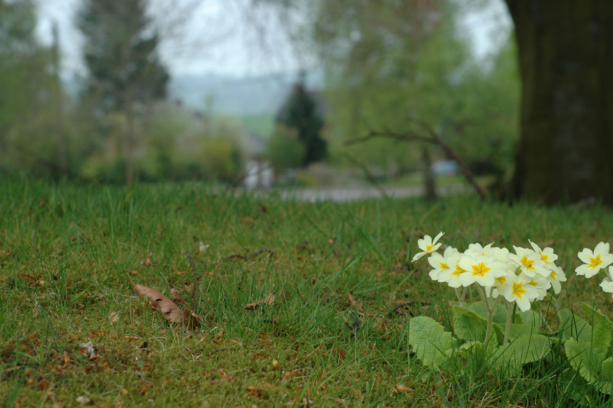 Primrose on the Green